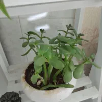 4 عدد گل آپارتمانی