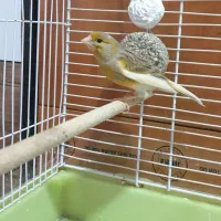 فروش یا معاوضه قناری ماده رسمی آماده جوان|پرنده|بندرعباس, |دیوار