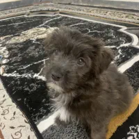 سگ اشتیپز|سگ|اهواز, منبع اب|دیوار