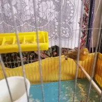 قناری دارچین|پرنده|کرمان, |دیوار