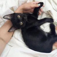 واگذاری رایگان گربه (Lucky)