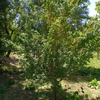 فروش باغ دارای چاه آب