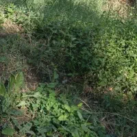 فروش زمین مسکونی