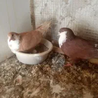 کبوتر کفتر ریش