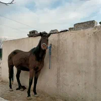 مادیان تروبرد ۹ماه پرازسیلمی تروبرد پرشی