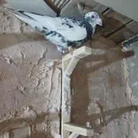 کبوتر