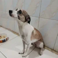 سگ جک راسل
