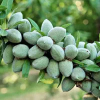 بادام دیرگل پیوندی|خدمات باغبانی و درختکاری|بروجرد, |دیوار