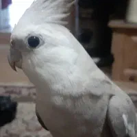 دوتا عروس هلندی گمشده|پرنده|بندرعباس, |دیوار