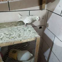 ماده کرم|پرنده|سوسنگرد, |دیوار