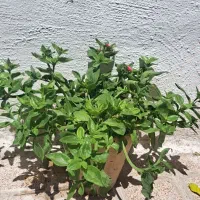 گل یخ طبیعی|گل و گیاه طبیعی|مشهد, دریادل|دیوار