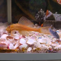 ماهی لجنخوارشکلاتی|ماهی|مشهد, عبادی|دیوار