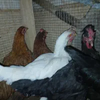 مرغ تخم کن ۵ عدد