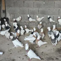 کبوتر طوقی اصل|پرنده|بندر گناوه, |دیوار