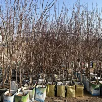 نهال هلو زردآلو بادام آذر پنجاه پسته آلوچه گردو|گل و گیاه طبیعی|تبریز, |دیوار