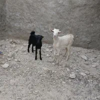 ۲تا گیسه خورنده جفت با هم