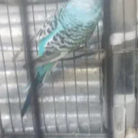 یک عدد مرغ عشق سالم و سرحال است