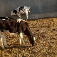 گوساله وگاو شیری