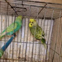 جفت مرغ عشق اسپانگل و رنگین کمانی|پرنده|شیراز, آزادی|دیوار