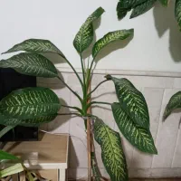 گل دیفن|گل و گیاه طبیعی|نیشابور, شهرک بسیج|دیوار