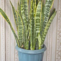 گل سانسوریا ابلق و مهتابی