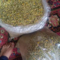 گل بابونه