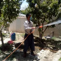 سمپاشی و باغبانی|خدمات باغبانی و درختکاری|بومهن, |دیوار