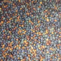 بنه|خوردنی و آشامیدنی|بندر کنگان, |دیوار