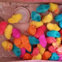 جوجه رنگی