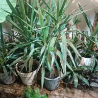 گلخونه خونگی همه مدل گل قیمت مناسب|گل و گیاه طبیعی|گنبد کاووس, |دیوار