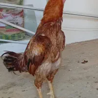 خروس لاری