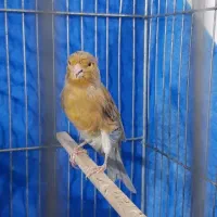 دوعدد ماده قناری