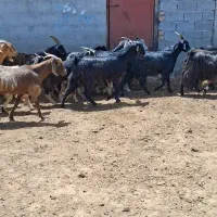 فروش 60راس بزداشت 30راس کهره دار2تاپازن