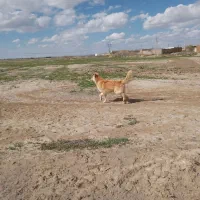 سگ سرابی اصیل