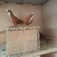 جفت ساری یامان ب شرط همه چی تظمینی|پرنده|مراغه, |دیوار
