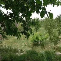 باغ-2000متری
