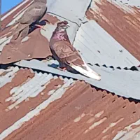 کبوتر|پرنده|لاهیجان, بازکیاگوراب|دیوار