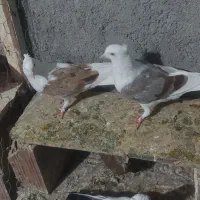 کبوتر رنگی|پرنده|کلاله, |دیوار