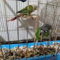 گرینچیک کارداده جفت عروس هلندی