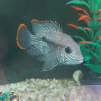 ماهی آکواریوم گرین ترور