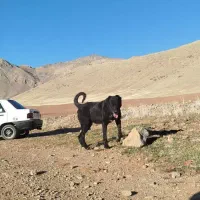 سگ سرابی|سگ|کامیاران, |دیوار