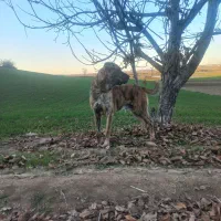 سگه|سگ|خان ببین, |دیوار