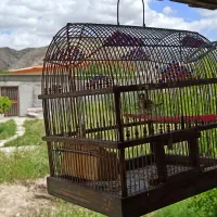 سهره.قناری.عروی هلندی