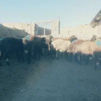 ۲۰راس میش تخمی