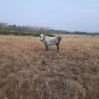 اسب|اسب و تجهیزات اسب‌سواری|تولم شهر, |دیوار