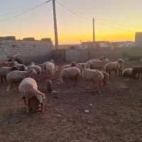 گوسفند دامازدیخ|حیوانات مزرعه|قشلاق دشت, |دیوار