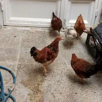 مرغ|حیوانات مزرعه|بهبهان, |دیوار