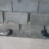 این دوکفتر سینه و پللکی هستند