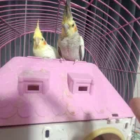 یک جفت عروس هلندی