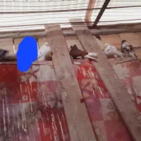 کبوتر پروازی